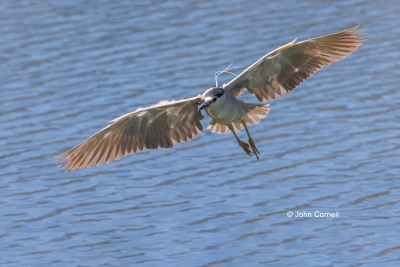 Black-crowned-Night-Heron;Flying-Bird;Heron;Nycticorax-nycticorax;One;Photograph